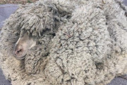 【画像あり】 6年間、毛を刈らなかった羊ｗｗｗｗｗｗｗｗｗｗｗｗｗｗｗｗｗｗ