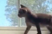 子ネコが母猫の後をついて行く。ちょっとここで一休み♪ → 子猫は窓辺でこうなった…