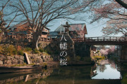 海外視聴者「日本の桜、美しい…」桜満開の近江八幡を歩く静かな映像