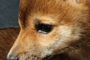 【画像】我が家に来て二日目の柴の子犬が隙間に入って欠伸ばっかりしてる…そこが落ち着くんでしょうかwww