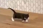 【子ネコ】 飼い主が歩いてきた。リーダーに続け～！ トコトコトコ♪ → 子猫軍団がやってきた…