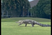【速報】ワニさん、ゴルフ場を闊歩wwwww