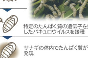 九州大学「実験した結果、蚕にウイルス注入して粉砕するとワクチンになりました」