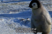 【画像】ペンギン、自由を知ってしまう