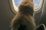 【ねこ画像】飛行機とねこ、台所のチーズを狙ってる・・・？、ねこの言い分の英文 ほか【再】