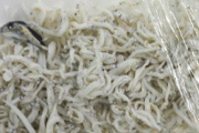 【注意！】スーパーで売ってるシラスに「フグ」が混入！食べると痺れる可能性も