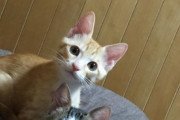 【ねこ画像】飼い主さんの手を抱きしめて眠る猫さん…幸せそうな寝顔ですwww