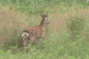東京・足立区でシカが歩いているのが目撃される