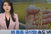 韓国人「韓国市場から日本米を排除！」米もノージャパン、米を韓国国産品種に全面的に入れ変えへ　韓国の反応