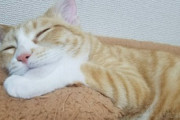 【ねこ画像】横になるとすぐ上に乗ってくる美猫さん…安心しきった表情ですねwww