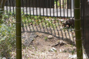 庭にハクビシン？ がいたｗｗｗｗｗｗｗｗｗｗｗｗｗ