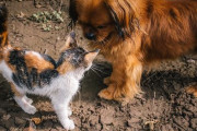 犬「おうちは？」猫「わからない」犬「名前は？」猫「わからない」