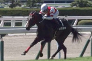 京都競馬場主催「アイドルホースオーディション」、STEP1を勝ち残った10頭が決定