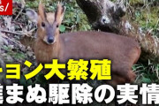 【妥当？】北海道でヒグマ駆除＝報酬10300円　千葉でキョン駆除＝報酬30000円