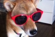 柴犬にサングラスをかけてみたらちょっと似合っててついとってしまった【再】