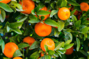ミカンの木「一本だけで毎年約1000個のミカンを収穫できます」←これを庭に植えない理由