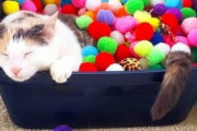 【ねこ画像】商品棚でぐっすり眠る猫さん達…棚からはみ出てる部分が多いんですがwww