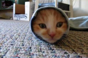【再掲】ねこって狭いところに入りたがりますよね。
