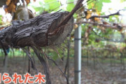 シャインマスカットなどのブドウの木31本が切り倒され、ブドウ棚破壊【山梨】