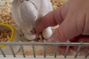 X民「は？飼ってるメスの鳩が単体で生殖したんだけど！？しかも孵化して雛が生まれた！？」→衝撃の事実が判明する