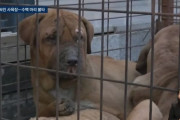 【韓国】山火事で700匹が焼死した犬飼育場、生き残った7匹を「食用として売る」