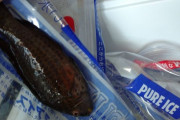 キモい魚釣れたんだけど、この魚なにか知ってる？（※画像あり）