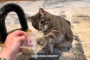 はじめてのキャットニップにメロメロ？魅惑のハーブに猫ちゃんはうっとり