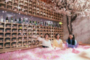 「サクラチルバー2020」桜舞い散る花見バーが渋谷に、120万枚の花びらに埋もれる桜プールも