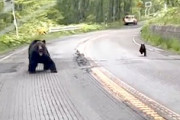 【クマ】車でも怖い。北海道で子連れの熊に追いかけられてしまった動画が話題に。