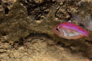 深海魚で初めて　口の中で卵を育てる“マウスブルーディング”を行う魚が発見される　