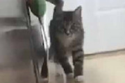 子ネコがこっちを狙っていた。ちょっと隠れてみる。わ～っ！ → 子猫はこうなっちゃう…
