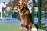 全英オープンテニスの球拾いを「犬」に任せる実証実験がスタート→ 球を咥えたまま返してくれない欠陥が浮き彫りにｗｗｗｗ