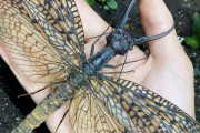 【画像】風の谷のナウシカのダイオウヤンマみたいなトンボが発見される