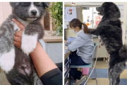 【画像】秋田犬の子犬、たった1年でとんでもない大きさに成長するｗｗｗ