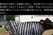 韓国人「日本研究チームがイグノーベル賞を受賞！和牛にシマウマ模様を描いてハエを撃退する研究」→「予想外すぎる発見に驚愕…」