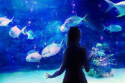 １人で水族館って言うほど難易度高いか？ｗｗｗｗｗｗ