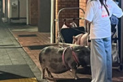 外国人「東京でブタを飼っている日本人の女の子を見てビックリしちゃった」