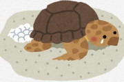 【悲報】ウミガメの卵、移動するだけで脳の発育に問題が生じてしまう