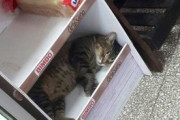 【ねこ画像】お店屋さんの緋毛氈でお昼寝中の猫さん…とっても気持ちよさそうなお顔ですねwww