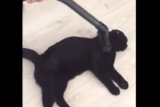 室内飼いのネコちゃんを掃除機に慣れさせるとこんな便利なことができちゃう動画。