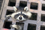 またしてもアライグマはさまる。下水道の格子にスッポリはまり込んだアライグマの救出劇（アメリカ）