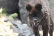 【画像】福島県でクマと野犬のハイブリッドみたいなUMAが発見される