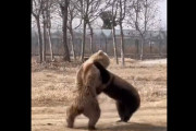 【動画】動物園のクマサン、マジ喧嘩