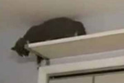 うちのネコが棚の上にいた。どこから降りようかなぁ → 猫、プロレスラーになる…