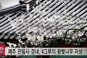 【韓国】 世界で唯一の「王桜(ソメイヨシノ)」の自生地、ヒーリングの島・済州を染める