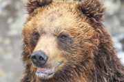 消防隊員、刃渡り5センチのナイフ一本でヒグマを倒してしまうｗｗｗｗｗｗ