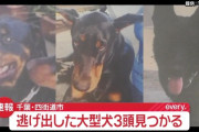 【千葉】ドーベルマンなど大型犬3頭が逃げ出し行方不明→夕方に普通に帰ってきて無事
