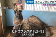 動物園のラクダ、熱中症で死亡