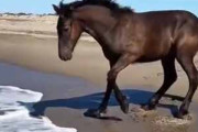 波打ち際で遊ぶのはとても楽しい。ヒャッハ～！！ → 馬はこうなります…