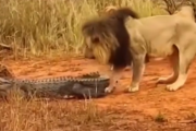 ライオンの狩り、凄すぎるwww